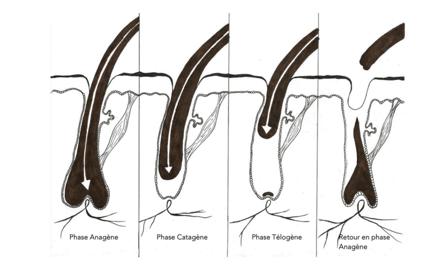 Phase Anagène